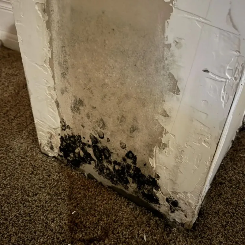 Professional Mold Removal in Holliday, TX
